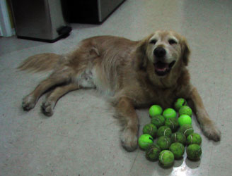 ball-dog-1.jpg