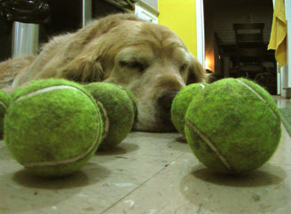 ball-dog-2.jpg
