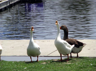 geese.jpg