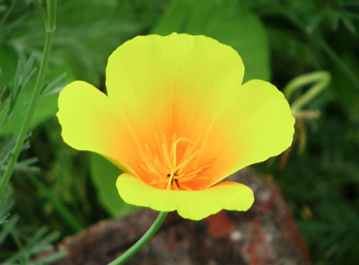 poppy-yellow.jpg