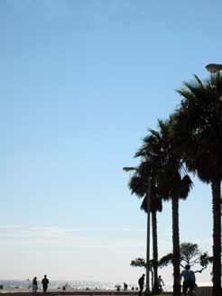 beach-palms.jpg