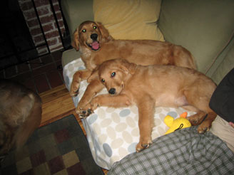 pups-on-couch.jpg