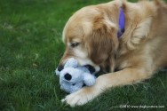 Kona-chomp