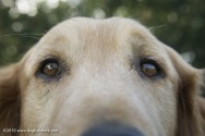 DBN_kona eyes