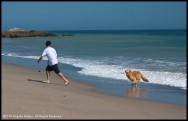 dog, golden retriever