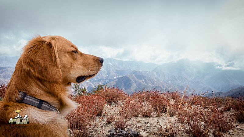 mountaintop dog